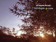 - Acer palmatum 'Beni otake' Red Bamboo Japanese Maple - Mr Maple │ Buy Japanese Maple Trees