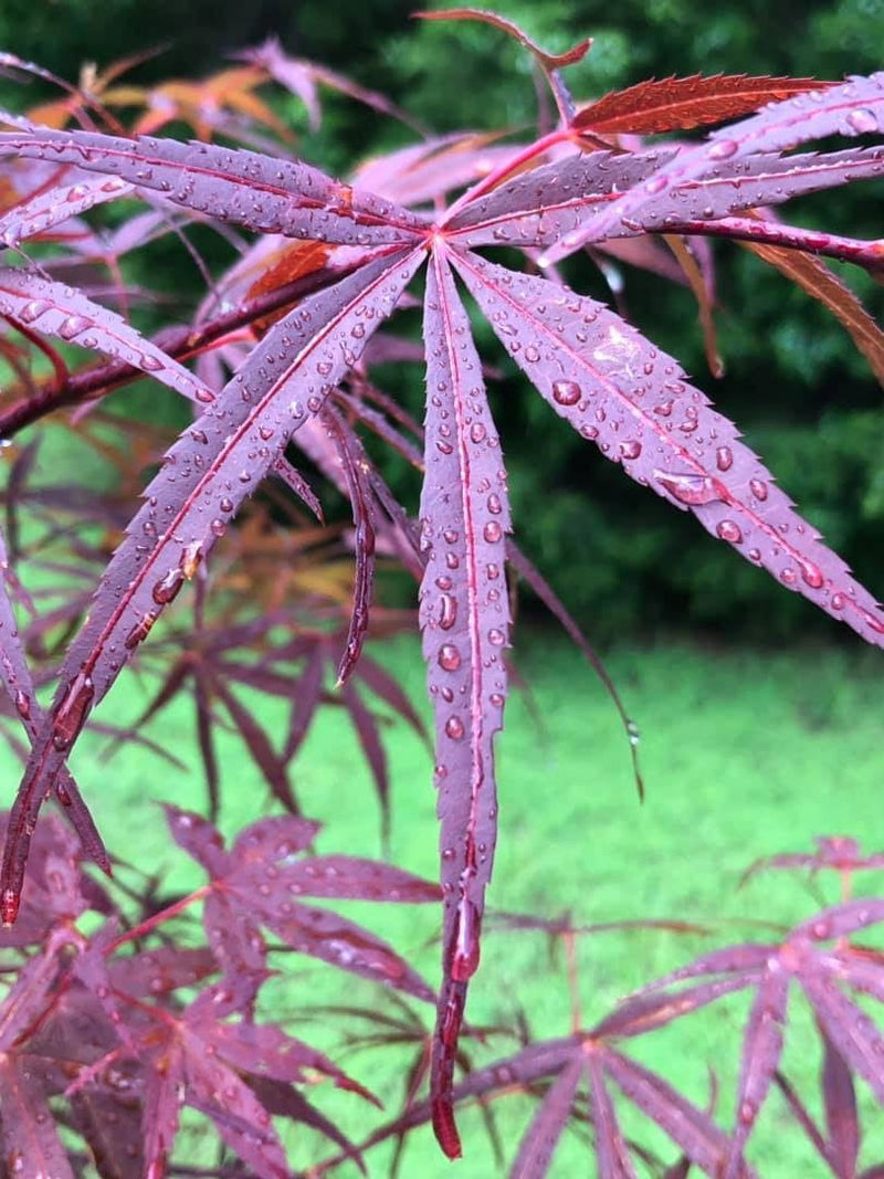 - Acer palmatum 'Beni otake' Red Bamboo Japanese Maple - Mr Maple │ Buy Japanese Maple Trees