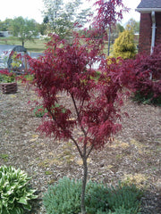 - Acer palmatum 'Beni otake' Red Bamboo Japanese Maple - Mr Maple │ Buy Japanese Maple Trees