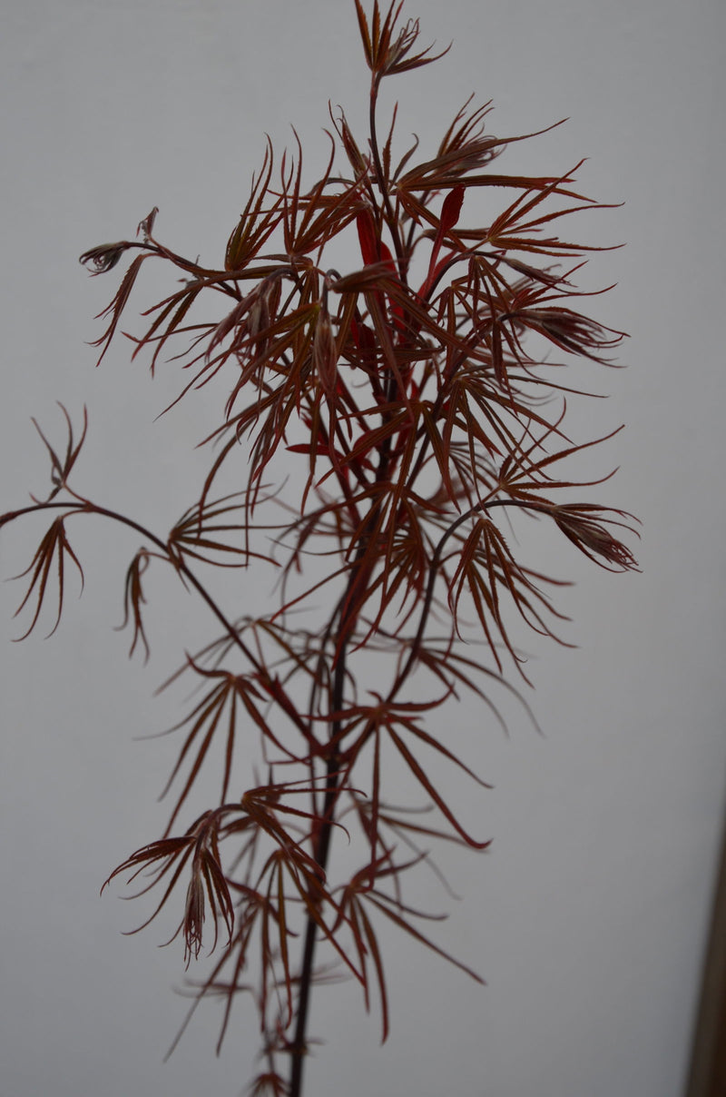 - Acer palmatum 'Beni otake' Red Bamboo Japanese Maple - Mr Maple │ Buy Japanese Maple Trees