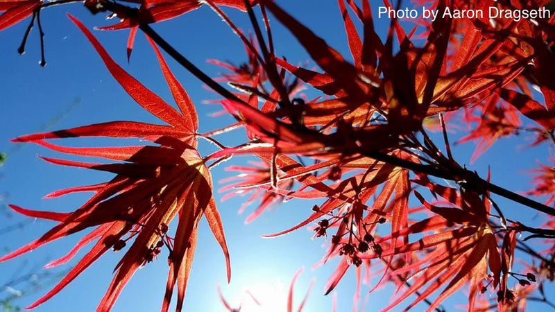 - Acer palmatum 'Beni otake' Red Bamboo Japanese Maple - Mr Maple │ Buy Japanese Maple Trees