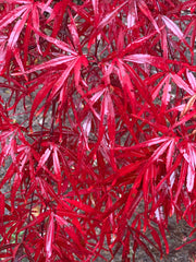 - Acer palmatum 'Beni otake' Red Bamboo Japanese Maple - Mr Maple │ Buy Japanese Maple Trees