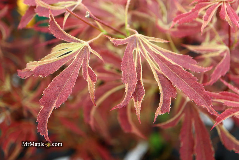 - Acer palmatum 'Beni shi en' Purple Smoke Japanese Maple - Mr Maple │ Buy Japanese Maple Trees