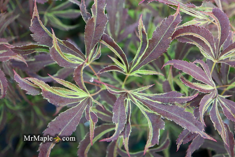 - Acer palmatum 'Beni shi en' Purple Smoke Japanese Maple - Mr Maple │ Buy Japanese Maple Trees