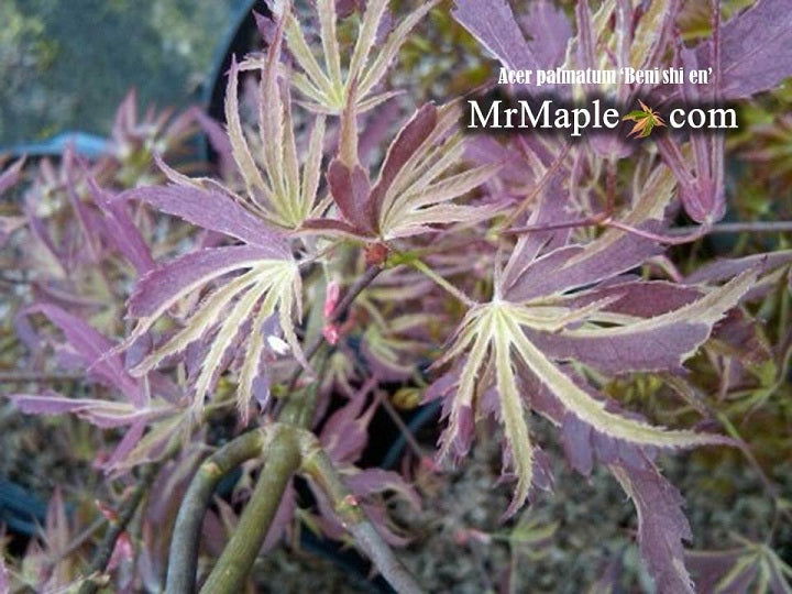 - Acer palmatum 'Beni shi en' Purple Smoke Japanese Maple - Mr Maple │ Buy Japanese Maple Trees