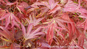 - Acer palmatum 'Beni shi en' Purple Smoke Japanese Maple - Mr Maple │ Buy Japanese Maple Trees