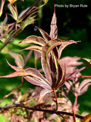 - Acer palmatum 'Beni shi en' Purple Smoke Japanese Maple - Mr Maple │ Buy Japanese Maple Trees