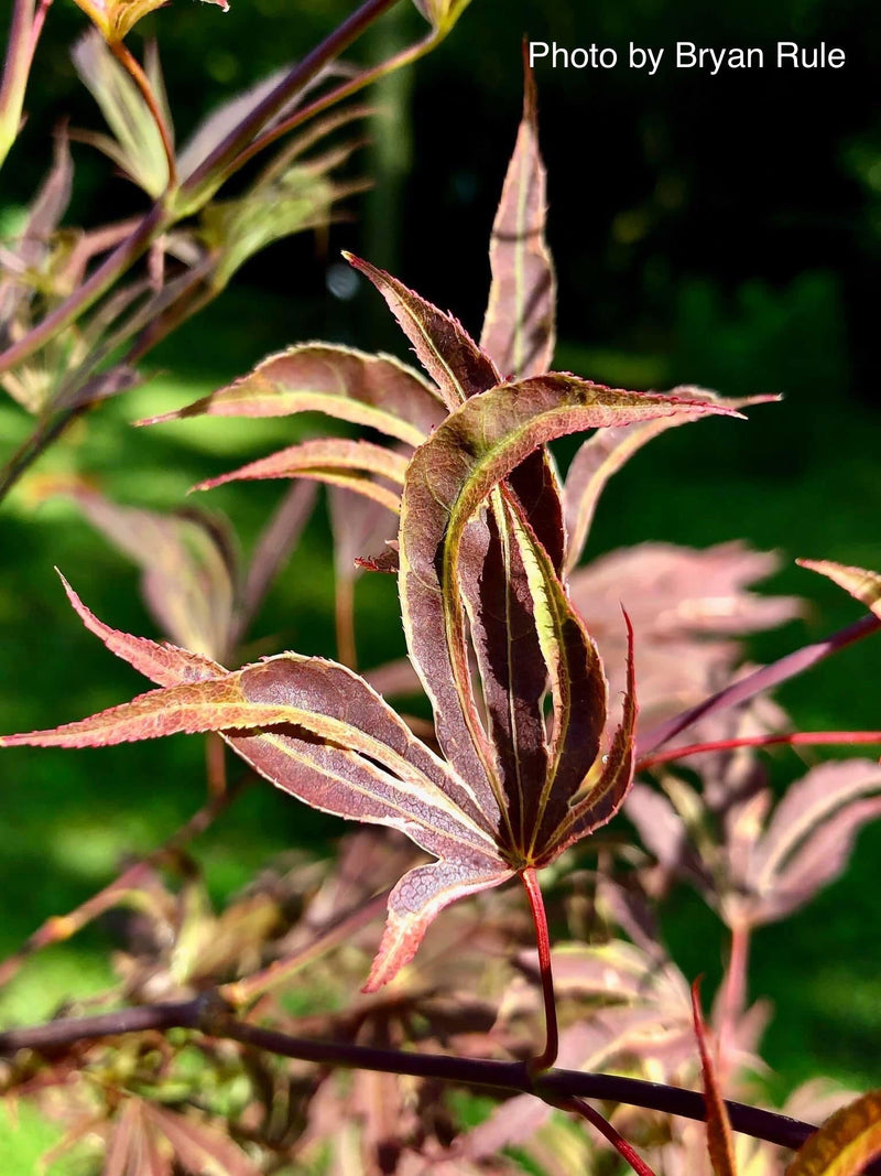 - Acer palmatum 'Beni shi en' Purple Smoke Japanese Maple - Mr Maple │ Buy Japanese Maple Trees