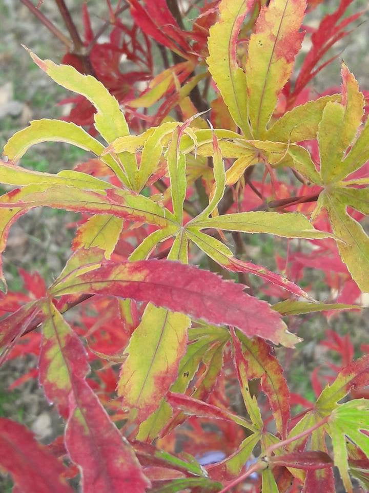 - Acer palmatum 'Beni shi en' Purple Smoke Japanese Maple - Mr Maple │ Buy Japanese Maple Trees