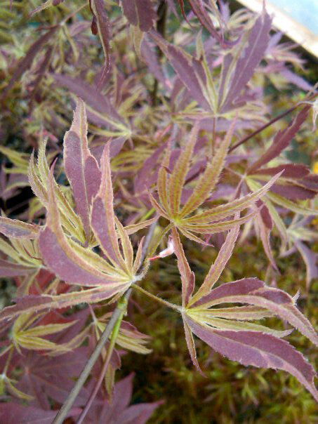 - Acer palmatum 'Beni shi en' Purple Smoke Japanese Maple - Mr Maple │ Buy Japanese Maple Trees