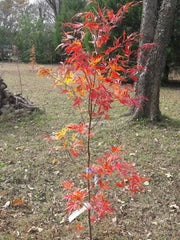 - Acer palmatum 'Beni shi en' Purple Smoke Japanese Maple - Mr Maple │ Buy Japanese Maple Trees