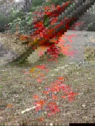 - Acer palmatum 'Beni shi en' Purple Smoke Japanese Maple - Mr Maple │ Buy Japanese Maple Trees