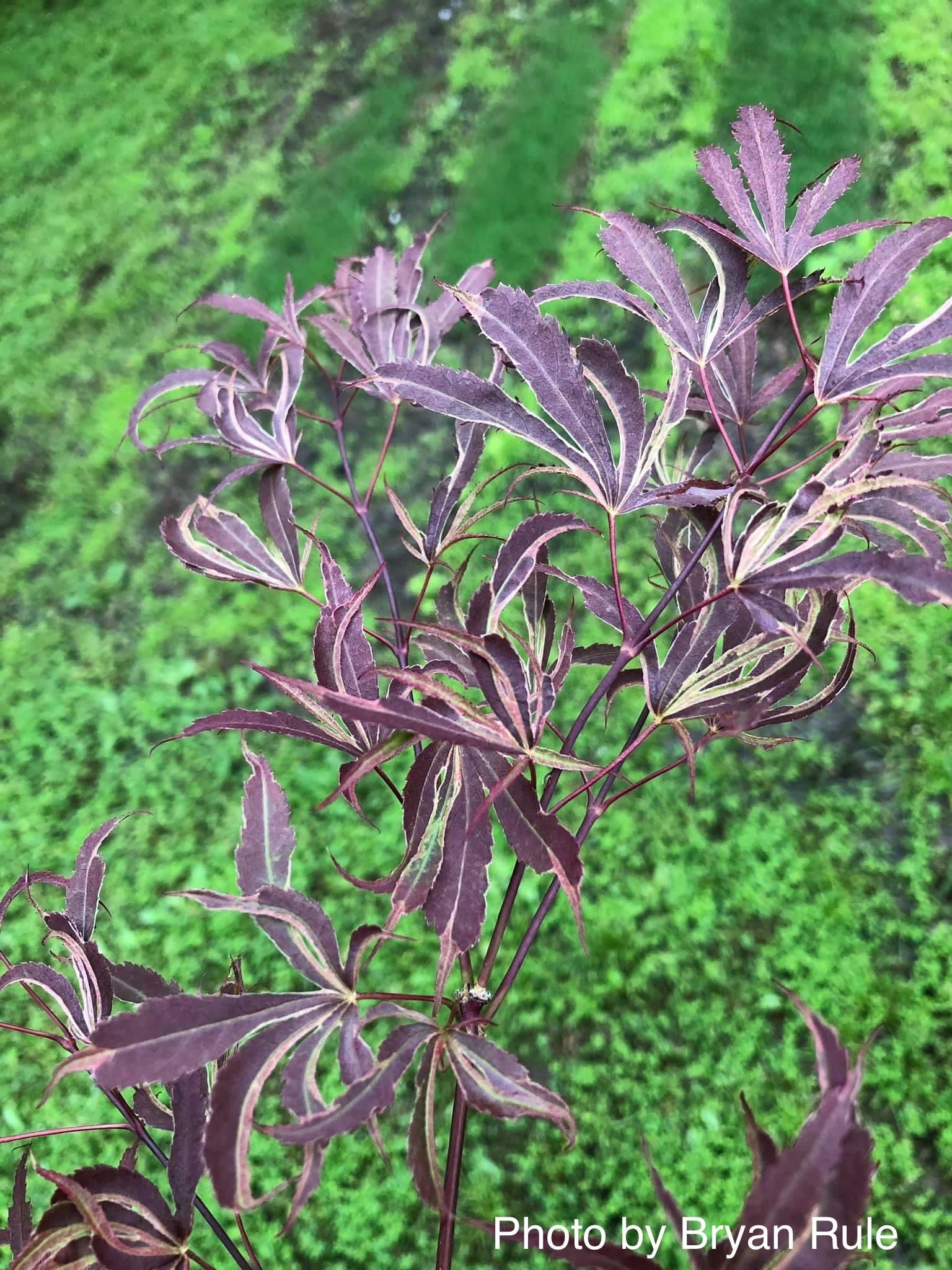 Buy Acer palmatum 'Beni shi en' Purple Smoke Japanese Maple — Mr