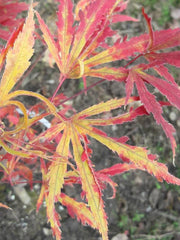 - Acer palmatum 'Beni shi en' Purple Smoke Japanese Maple - Mr Maple │ Buy Japanese Maple Trees