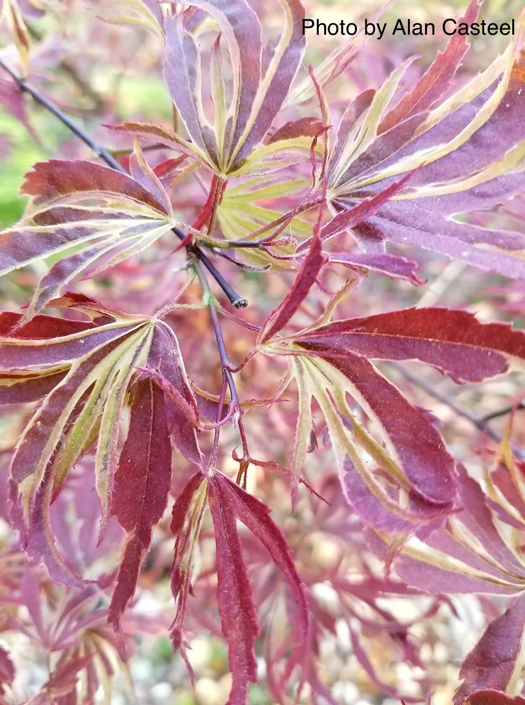 Buy Acer palmatum 'Beni shi en' Purple Smoke Japanese Maple — Mr
