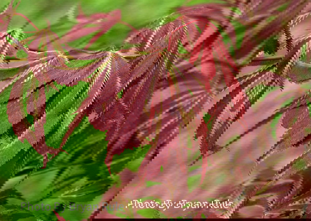 Buy Acer palmatum 'Beni shi en' Purple Smoke Japanese Maple — Mr