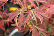 - Acer palmatum 'Beni shi en' Purple Smoke Japanese Maple - Mr Maple │ Buy Japanese Maple Trees