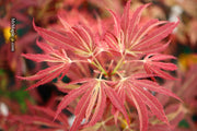 - Acer palmatum 'Beni shi en' Purple Smoke Japanese Maple - Mr Maple │ Buy Japanese Maple Trees