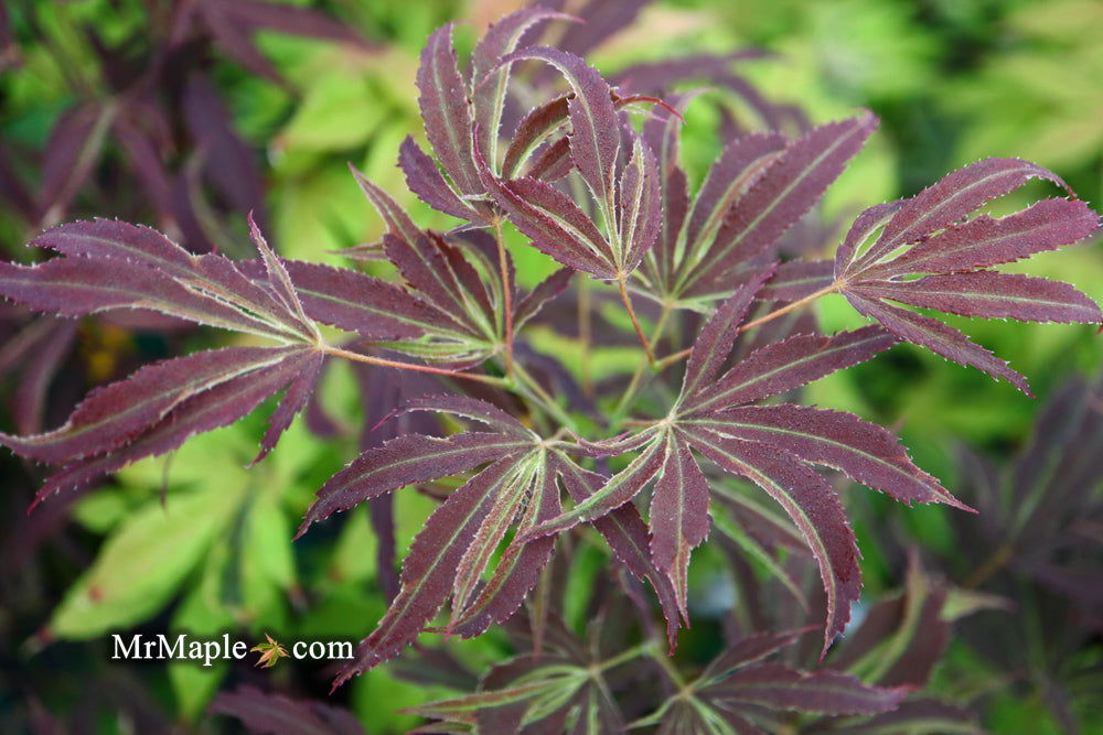 メイプルページ Buy Acer palmatum 'Beni shi en' Purple Smoke Japanese Maple — Mr