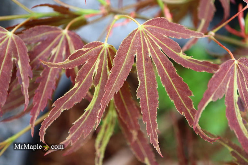 - Acer palmatum 'Beni shi en' Purple Smoke Japanese Maple - Mr Maple │ Buy Japanese Maple Trees