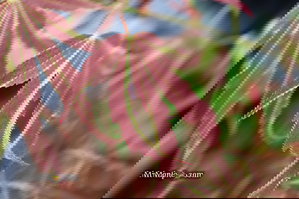 Buy Acer palmatum 'Beni shi en' Purple Smoke Japanese Maple — Mr