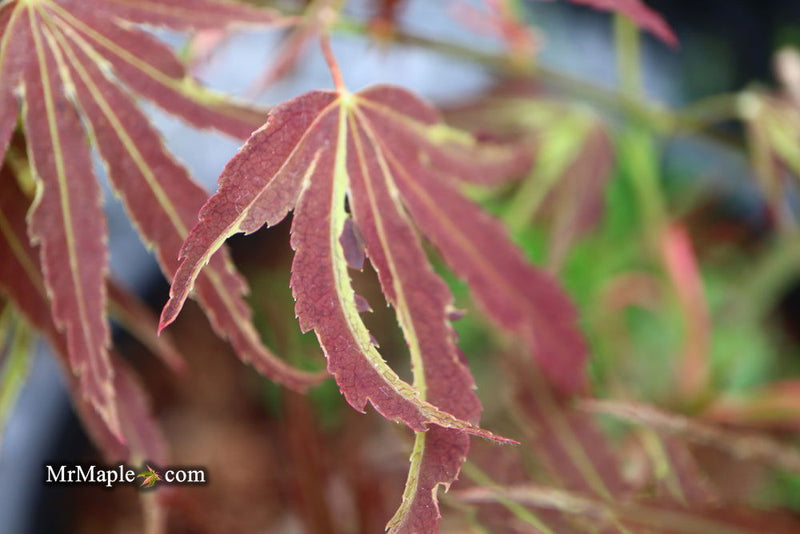 - Acer palmatum 'Beni shi en' Purple Smoke Japanese Maple - Mr Maple │ Buy Japanese Maple Trees