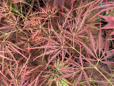 - Acer palmatum 'Beni shidare' Weeping Japanese Maple - Mr Maple │ Buy Japanese Maple Trees