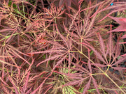 - Acer palmatum 'Beni shidare' Weeping Japanese Maple - Mr Maple │ Buy Japanese Maple Trees