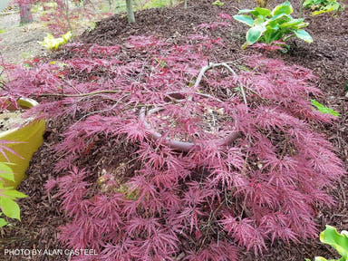 - Acer palmatum 'Beni shidare' Weeping Japanese Maple - Mr Maple │ Buy Japanese Maple Trees