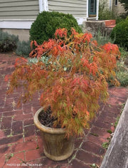 - Acer palmatum 'Beni shidare' Weeping Japanese Maple - Mr Maple │ Buy Japanese Maple Trees