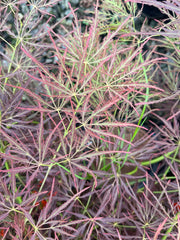 - Acer palmatum 'Beni shidare' Weeping Japanese Maple - Mr Maple │ Buy Japanese Maple Trees