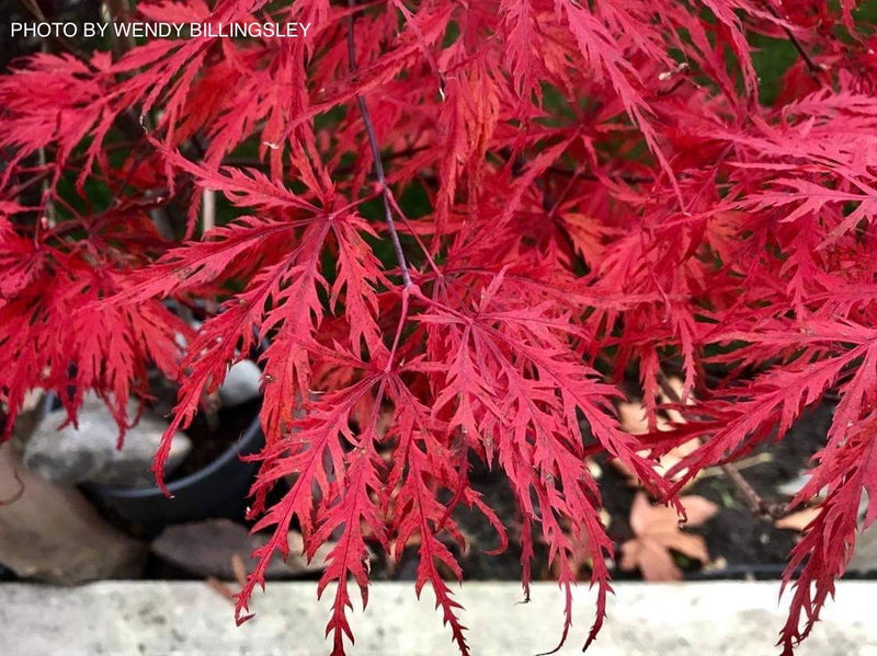 - Acer palmatum 'Berrima Bridge' Japanese Maple - Mr Maple │ Buy Japanese Maple Trees