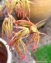 - Acer palmatum 'Berrima Bridge' Japanese Maple - Mr Maple │ Buy Japanese Maple Trees