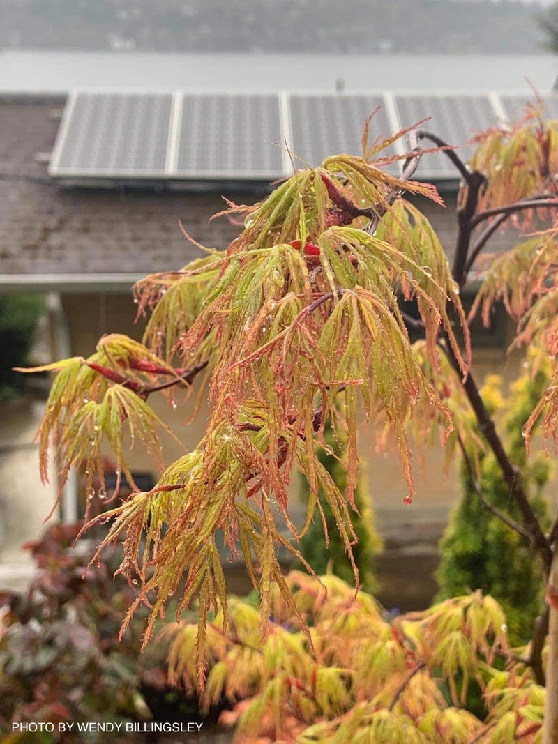 - Acer palmatum 'Berrima Bridge' Japanese Maple - Mr Maple │ Buy Japanese Maple Trees