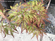 - Acer palmatum 'Berrima Bridge' Japanese Maple - Mr Maple │ Buy Japanese Maple Trees