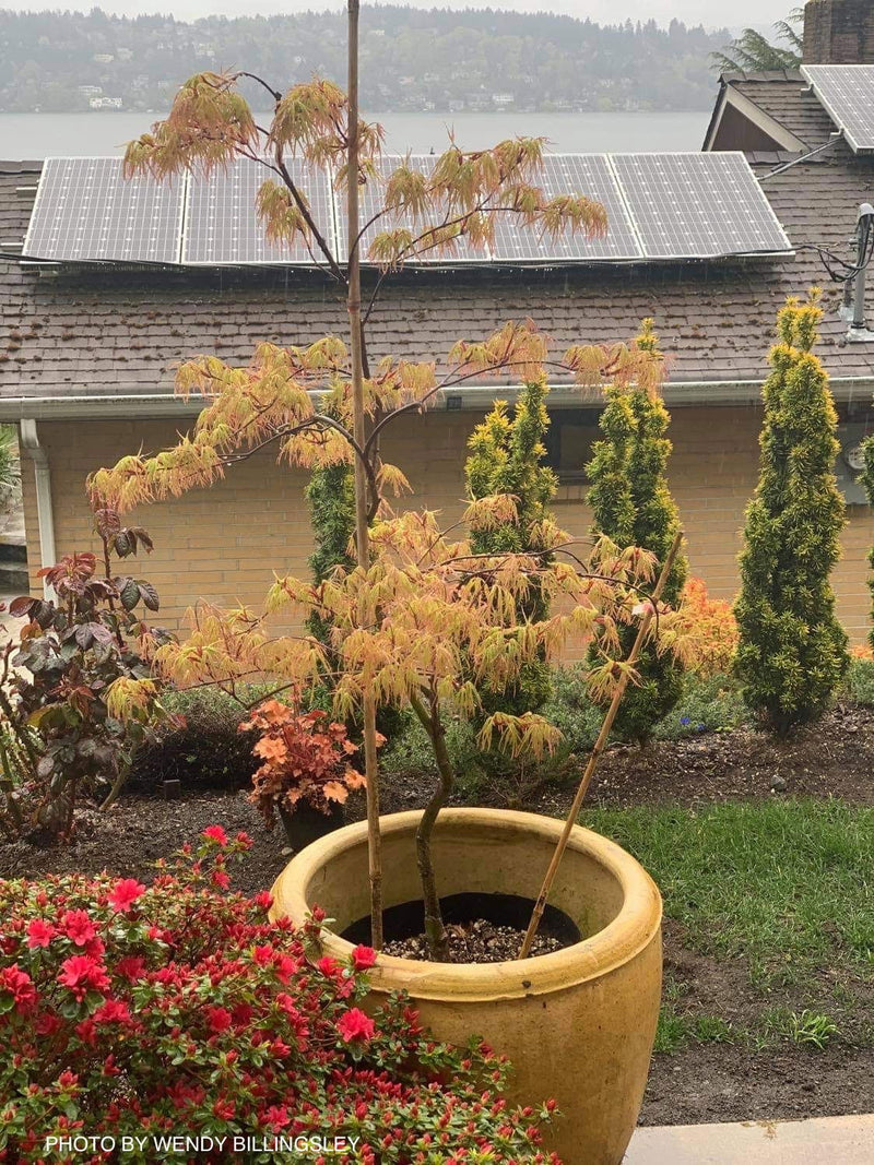 - Acer palmatum 'Berrima Bridge' Japanese Maple - Mr Maple │ Buy Japanese Maple Trees