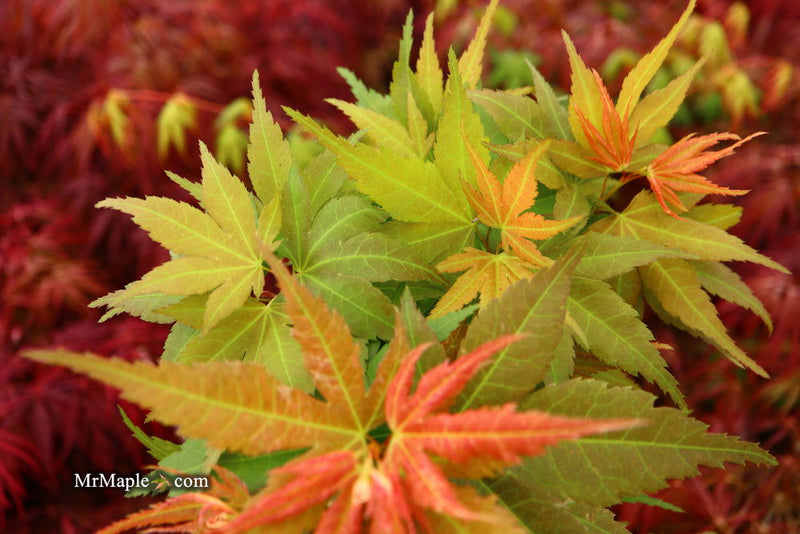 - Acer palmatum 'Big Fan' Red Japanese Maple Tree - Mr Maple │ Buy Japanese Maple Trees