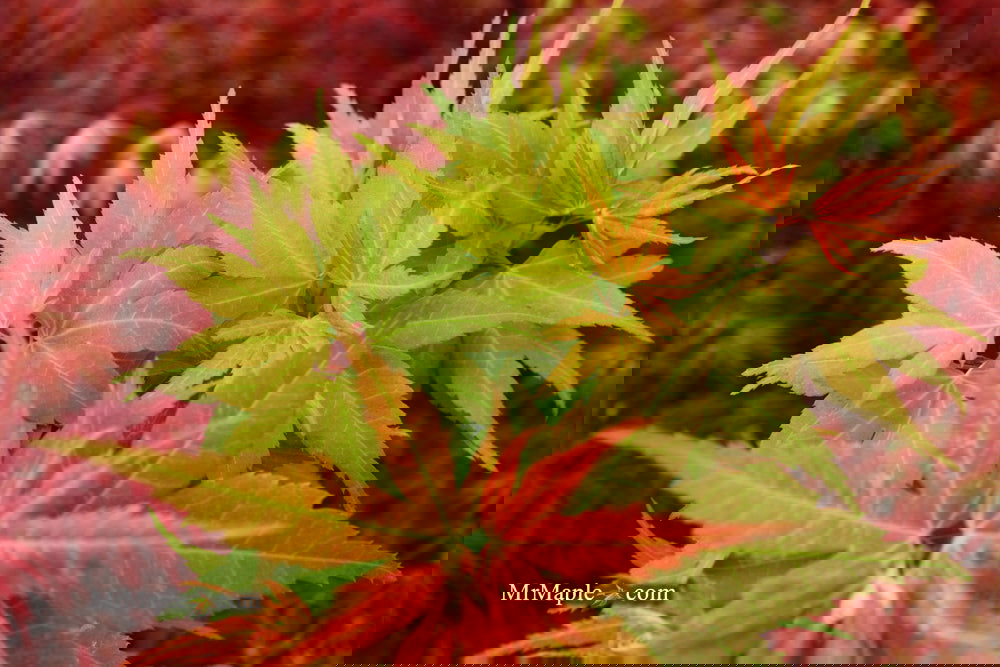 Buy Acer palmatum 'Big Fan' Rare Japanese Maple Tree — Mr Maple