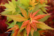 - Acer palmatum 'Big Fan' Red Japanese Maple Tree - Mr Maple │ Buy Japanese Maple Trees