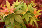 - Acer palmatum 'Big Fan' Red Japanese Maple Tree - Mr Maple │ Buy Japanese Maple Trees