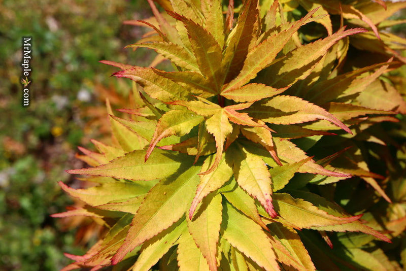 - Acer palmatum 'Big Fan' Red Japanese Maple Tree - Mr Maple │ Buy Japanese Maple Trees