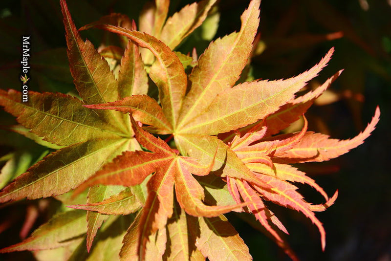 - Acer palmatum 'Big Fan' Red Japanese Maple Tree - Mr Maple │ Buy Japanese Maple Trees