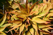 - Acer palmatum 'Big Fan' Red Japanese Maple Tree - Mr Maple │ Buy Japanese Maple Trees