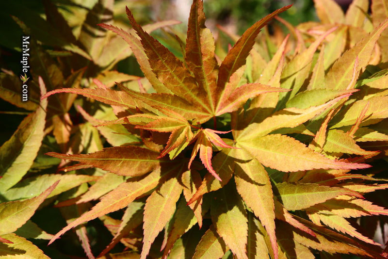 - Acer palmatum 'Big Fan' Red Japanese Maple Tree - Mr Maple │ Buy Japanese Maple Trees