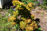 - Acer palmatum 'Big Fan' Red Japanese Maple Tree - Mr Maple │ Buy Japanese Maple Trees