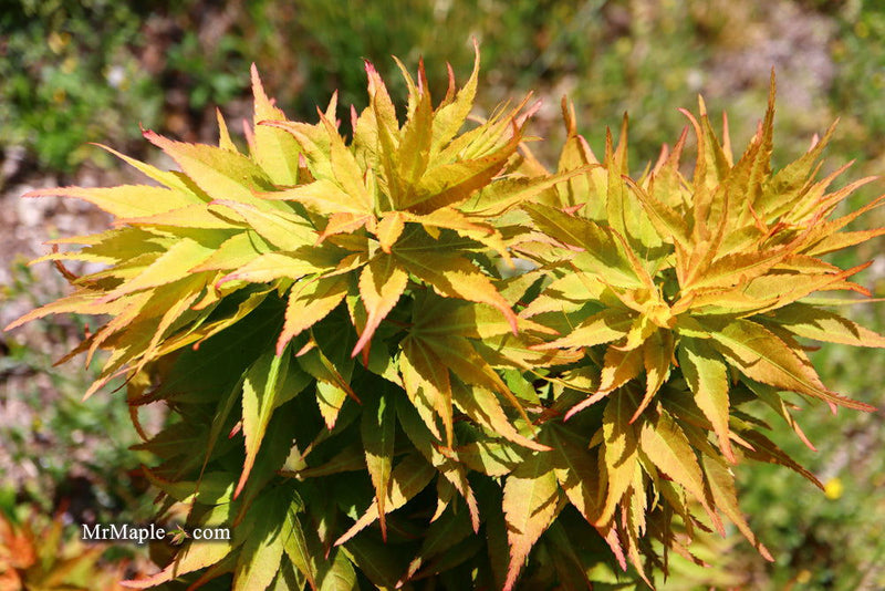 - Acer palmatum 'Big Fan' Red Japanese Maple Tree - Mr Maple │ Buy Japanese Maple Trees