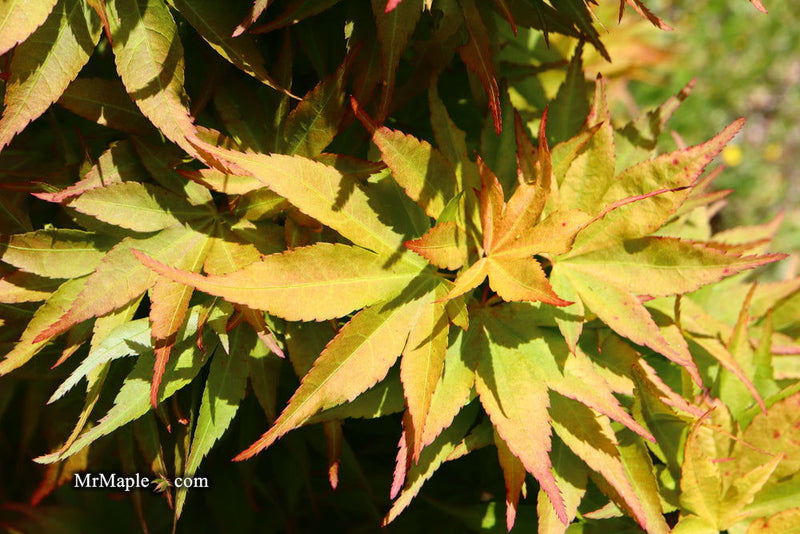 - Acer palmatum 'Big Fan' Red Japanese Maple Tree - Mr Maple │ Buy Japanese Maple Trees