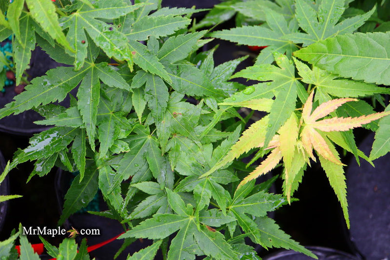 - Acer palmatum 'Big Fan' Red Japanese Maple Tree - Mr Maple │ Buy Japanese Maple Trees