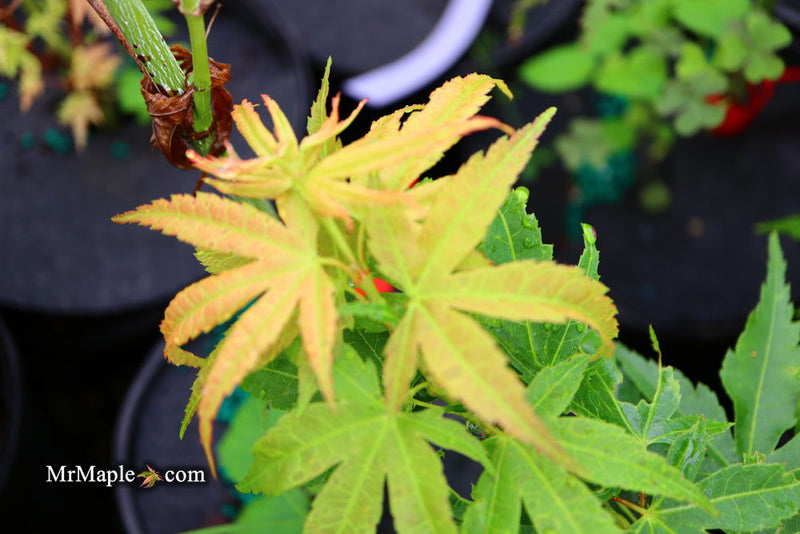 - Acer palmatum 'Big Fan' Red Japanese Maple Tree - Mr Maple │ Buy Japanese Maple Trees