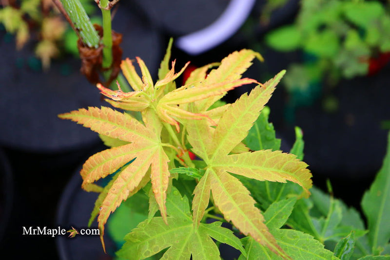 - Acer palmatum 'Big Fan' Red Japanese Maple Tree - Mr Maple │ Buy Japanese Maple Trees